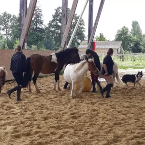 Haras Du Cercle Td Polo Team Centre Equestre Saint Gatien Des Bois Realisation 10