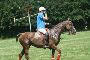 Haras Du Cercle Td Polo Team Centre Equestre Saint Gatien Des Bois Realisation 14